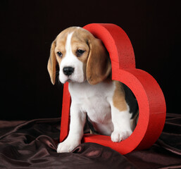 Cute little beagle puppy with a red heart