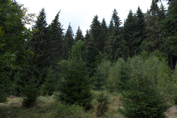 Romania mountain landscape on a cloudy summer day