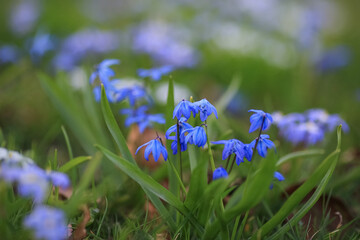 Blooming plant Scilla Siberica