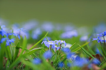 Blooming plant Scilla Siberica