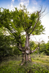 Nature at the Hutewald Halloh near Bad Wildungen. Old trees.
