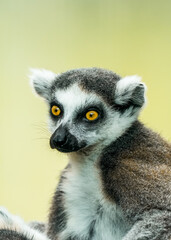 Portrait of a ring-tailed lemur. Animal in close-up. Lemur Catta
