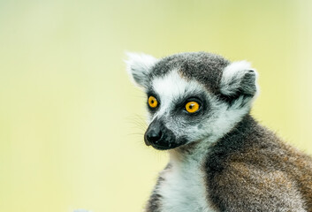 Portrait of a ring-tailed lemur. Animal in close-up. Lemur Catta
