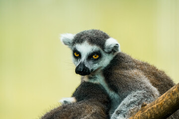 Portrait of a ring-tailed lemur. Animal in close-up. Lemur Catta
