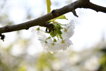 Cherry trees in bloomery