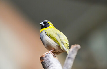 Portrait of a small Cuban finch. Bird with yellow plumage close-up. Tiaris canorus.
