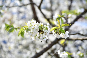 Cherry trees in bloomery