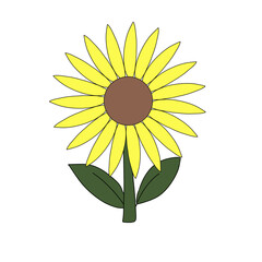 sunflower isolated on white