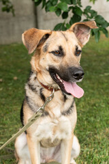 Dog Theft Awareness Day Happy Mixed Breed Dog with Leash Outdoor