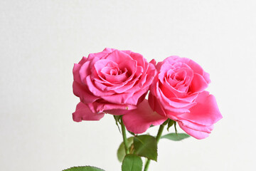 ピンクのばら