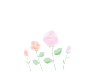 pink rose isolated on white background