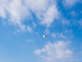 冬の青空と白い雲と飛ぶ野鳥66