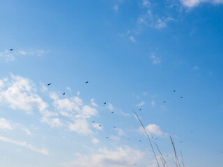 Obraz premium 冬の青空と白い雲と飛ぶ野鳥65