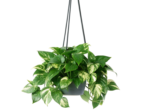 Golden Pothos plant in a hanging basket, isolated on a white  background PNG.AI GENERATED