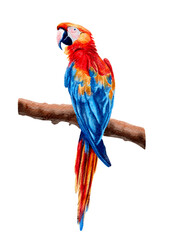 Parrot sitting on a branch, exotic bird, watercolor illustration