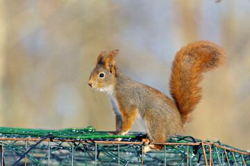 Squirrels are members of the family Sciuridae