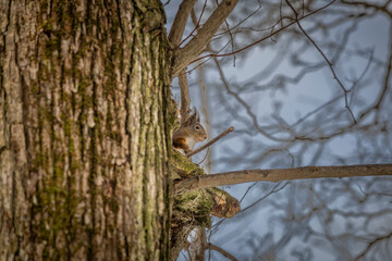 Squirrels are members of the family Sciuridae