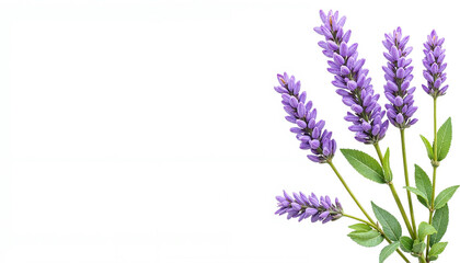 Naklejka premium Lavender flowers with green leaves on a white background for copy space and trend concept