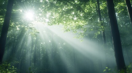 Fototapeta premium Sunlight filtering through dense forest canopy serene nature scene tranquil environment mystical viewpoint