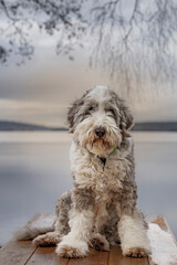 The Old English Sheepdog comes from the pastoral type dogs of England