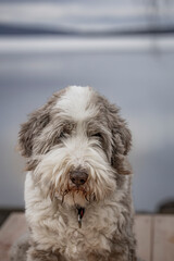 The Old English Sheepdog comes from the pastoral type dogs of England
