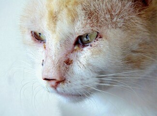 Cat flu