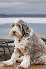The Old English Sheepdog comes from the pastoral type dogs of England