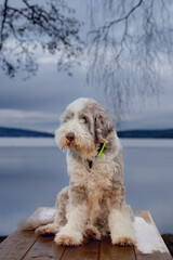 The Old English Sheepdog comes from the pastoral type dogs of England