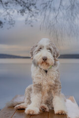 The Old English Sheepdog comes from the pastoral type dogs of England