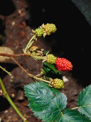 Unripe blackberries in the home garden