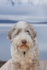 The Old English Sheepdog comes from the pastoral type dogs of England