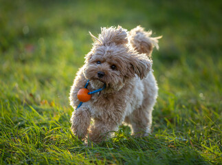 The Cavapoo (American English) or Cavoodle (Australian English) is a crossbreed of a Cavalier King Charles Spaniel and a Poodle