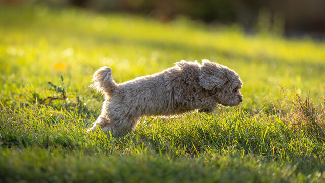 The Cavapoo (American English) or Cavoodle (Australian English) is a crossbreed of a Cavalier King Charles Spaniel and a Poodle