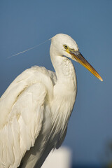 Resting Egyptian Heron Against Blue Sky