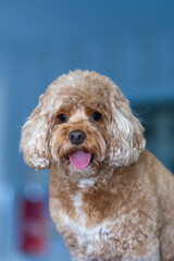 The Cavapoo (American English) or Cavoodle (Australian English) is a crossbreed of a Cavalier King Charles Spaniel and a Poodle