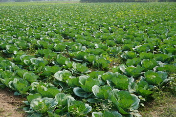 Fototapeta premium The agricultural field is full with cabbage plants in lines
