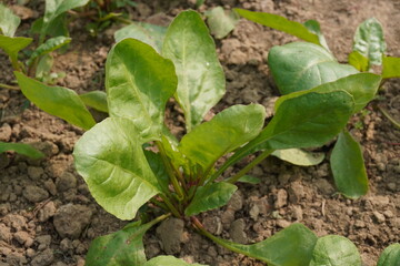 The tiny spinach plant with its tiny green leaves in close up 