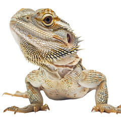 Obraz premium A friendly dragon, isolated in white, white background
