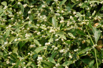 Fototapeta premium Alternanthera sessilis, also known as sissoo spinach, Brazilian spinach, or sessile joyweed which is a perennial herb often found in wet soil