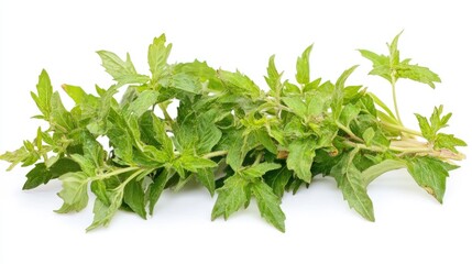Fresh Green Mint Leaves Isolated on a White Background