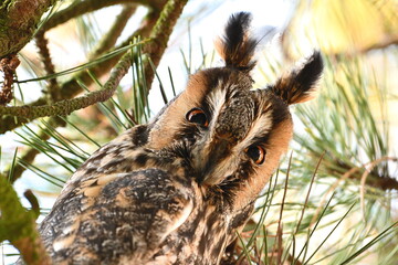 Asia Otus aka Long-eared Owl perched on the pine tree branch is looking to photographer. Funny...