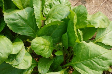 spinach, also known Malabar spinach (Basella alba), a leafy green vegetable in closeup 