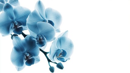 Delicate Blue Orchid Flowers on Soft Background for Elegant Designs