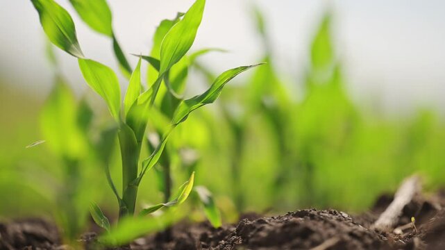 4K footage of fresh young corn plants growing in a healthy spring field.