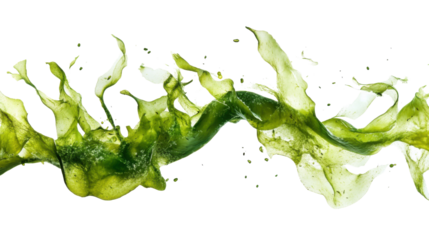 Seaweed, transparent background
