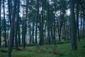 Obraz premium Pentland Hills, Scotland. A diverse forest full of tall trees forms a serene, secluded ecosystem teeming with life, showcasing nature's enduring beauty and vitality.