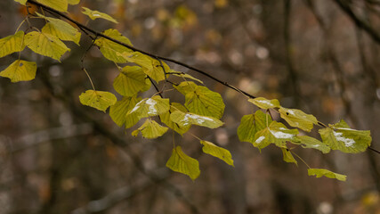 Autumn colors in the Czech forest