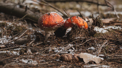 Close-up shot of small snowdrops that are covered in snow.