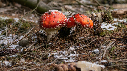 Close-up shot of small snowdrops that are covered in snow.
