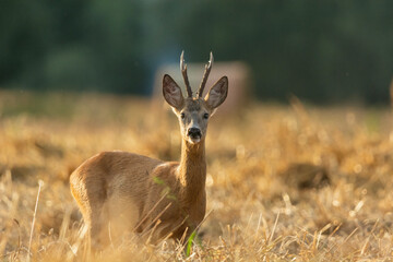 Roe deer in a grain field, eastern Poland
